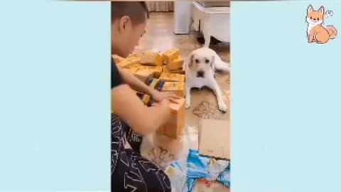 #Funny Animals Dog