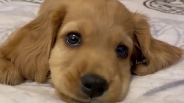 Puppy trying to bad