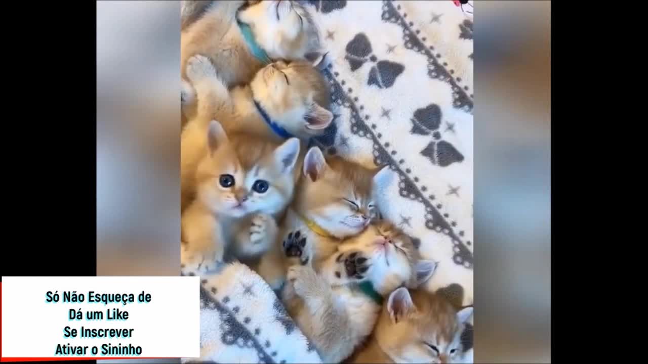 CUTE AND CUTE BEAUTIFUL CATS