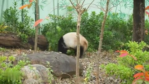 The panda is really having a good time