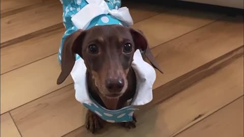 I Want To Quit School! Funny Dog Videos!