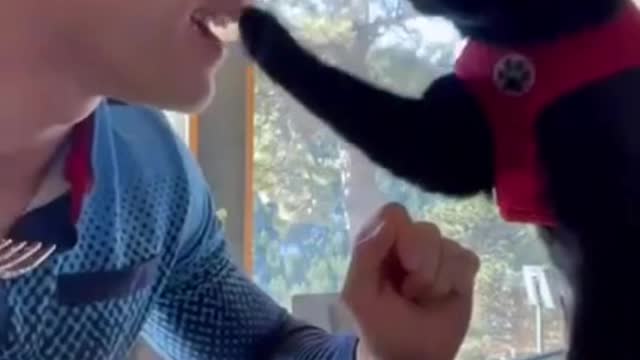 Cute Cat Take the Food from my Mouth | Funny Cat Video