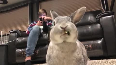 Bunny Munches on Some Cilantro