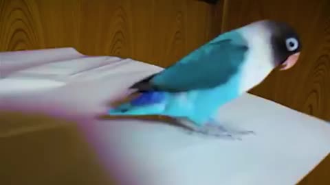 EINSTEIN THE PARROT TALKING