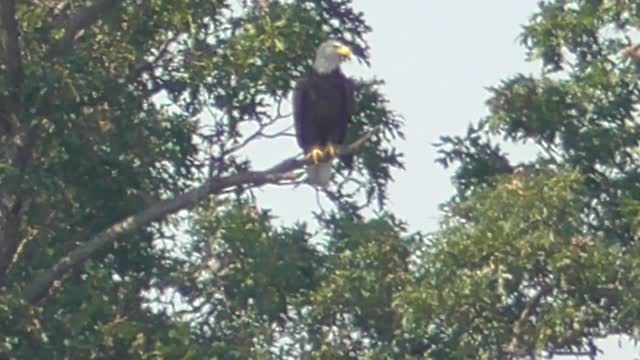 166 Toussaint Wildlife - Oak Harbor Ohio - Need Your Help Patriots