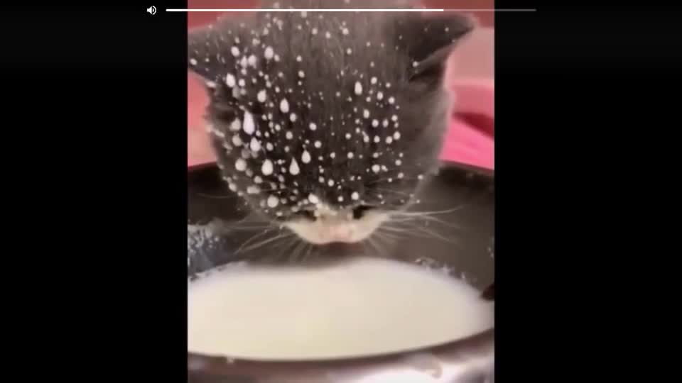 cats fly to drink milk