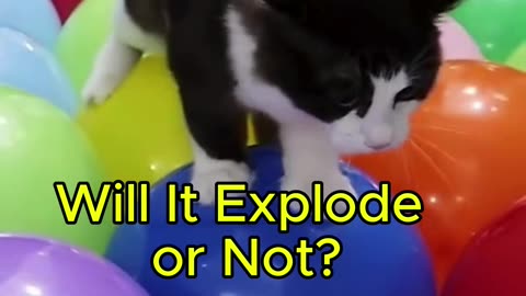 The Cat and the Balloon Challenge