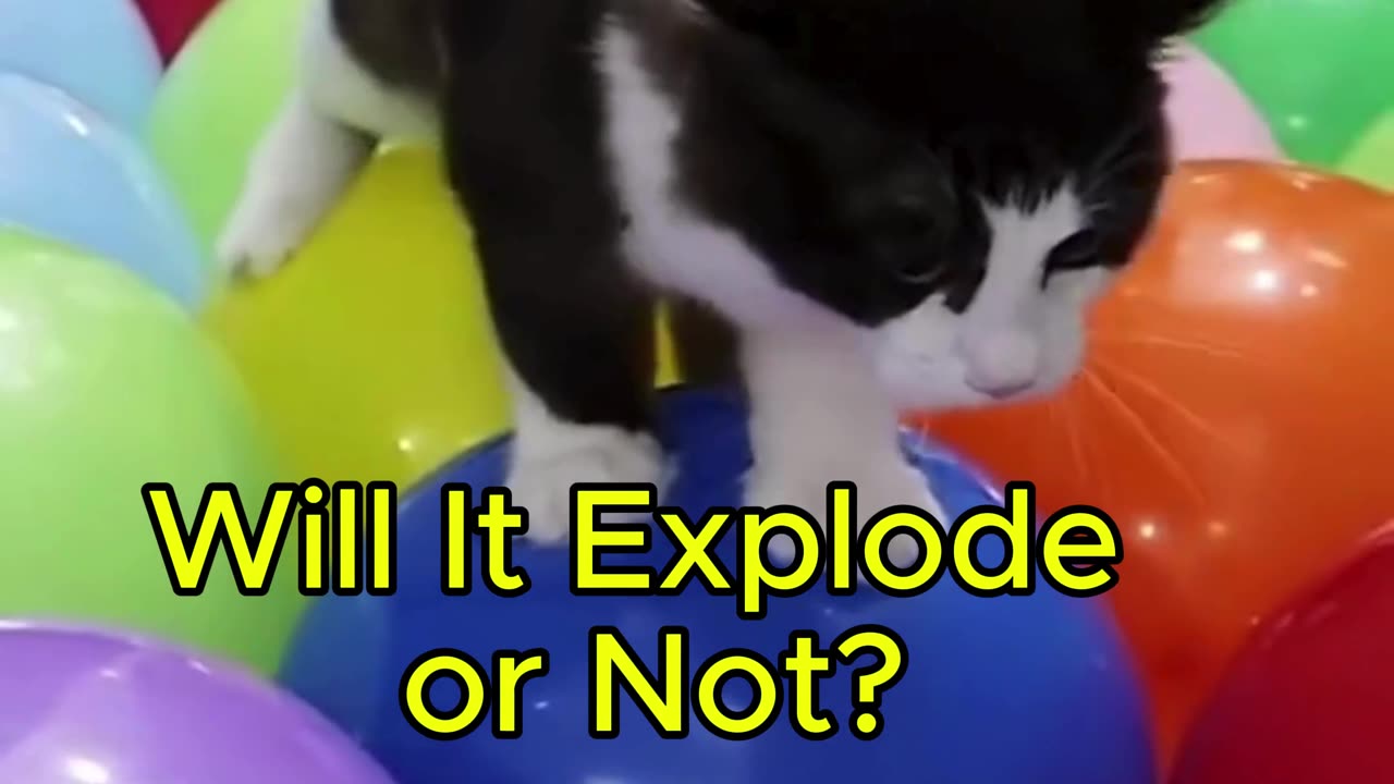 The Cat and the Balloon Challenge