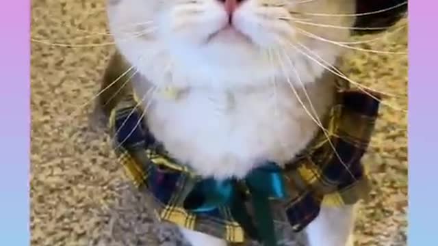 Funny cat video 15