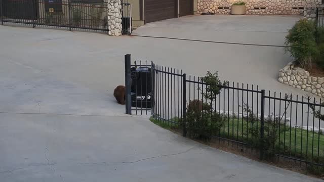 Bears Vs. Bear-Proof Garbage Can