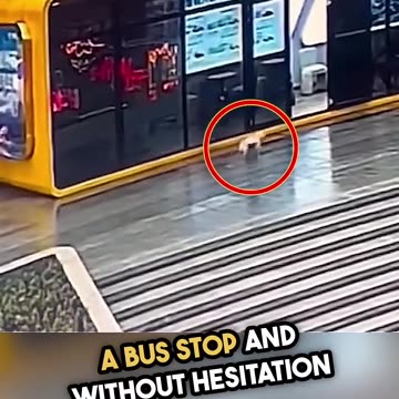 Lost Dog's Emotional Reunion with Owner Caught on Camera!