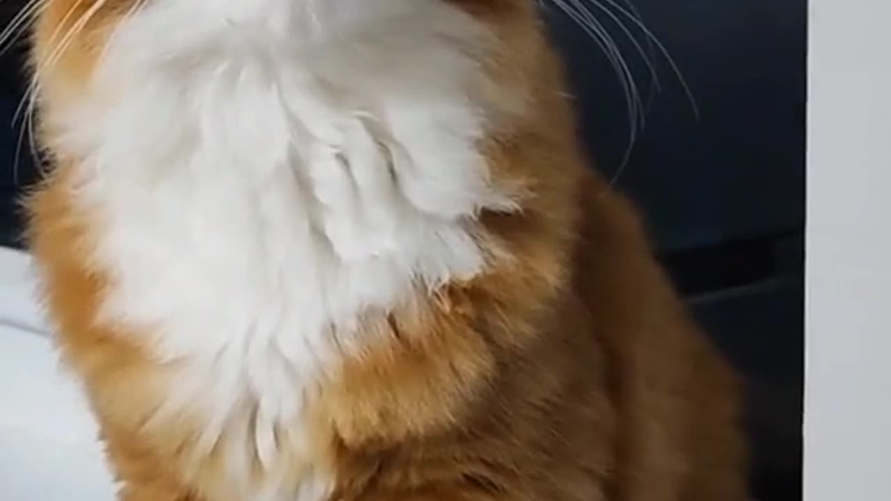 News Break: Cat sings along.