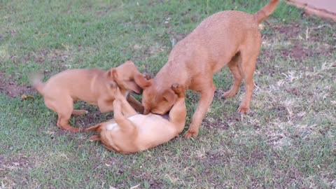 Cute dog playing hae mother.two baby dog fitting her mother so funny.