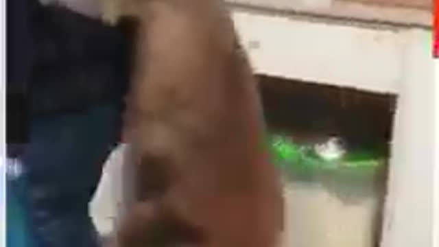 This rescued kangaroo loves to dance with the shelter worker!