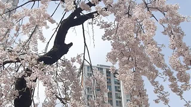 cherry blossoms blooming in the apartment