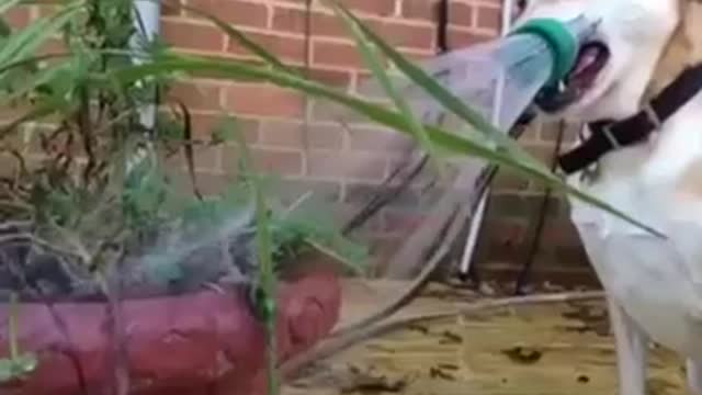 adorable and funny dogs