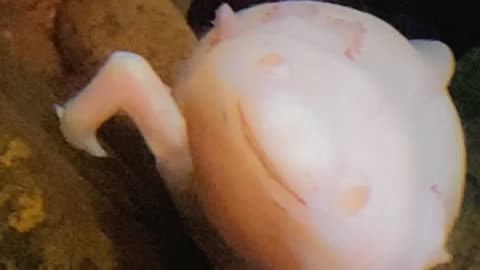 Aquarium of the Pacfic in Long Beach, CUTE AXOLOTL!