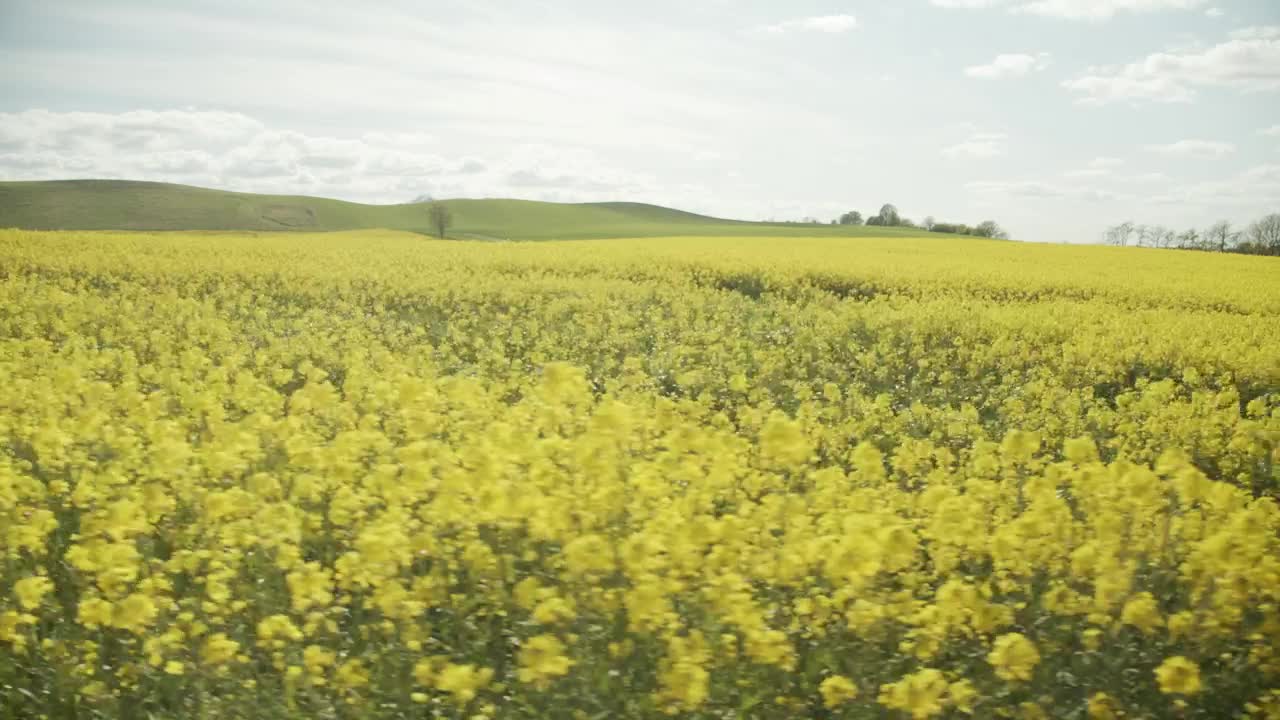 Yellow flowers moving in the wind