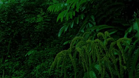 Nature's Symphony:Rainfall Among Green Leaves