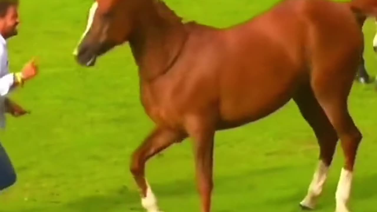 Beautiful horse dance