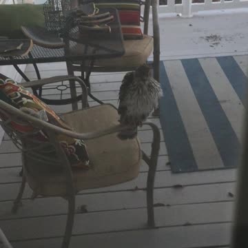 Hawk on back deck