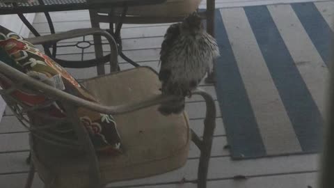 Hawk on back deck