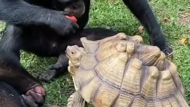 When monkey gives turtle an apple🦧