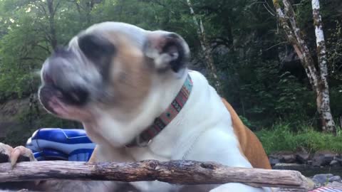 A dog enjoying its time and biting its wood