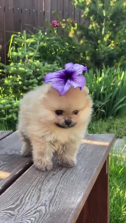 ♥️Cute Puppies Doing Cute Things♥️ #2022.mp4