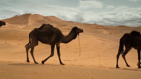 Camelos caminhando no deserto