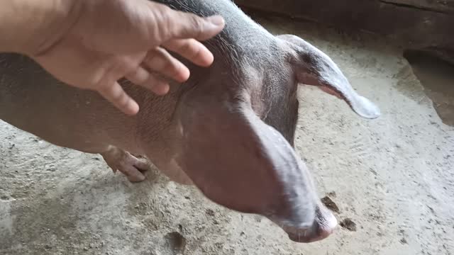 My pig asked me something but I don't know!!!