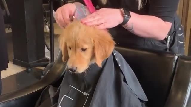 wildanimalsdoingthings - #puppy #SnickersFixTheWorld #foryou