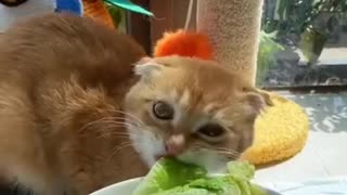 first day on the diet is not easy