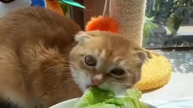 first day on the diet is not easy