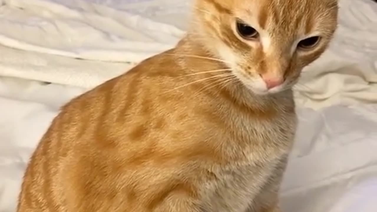 Normal orange cat activities