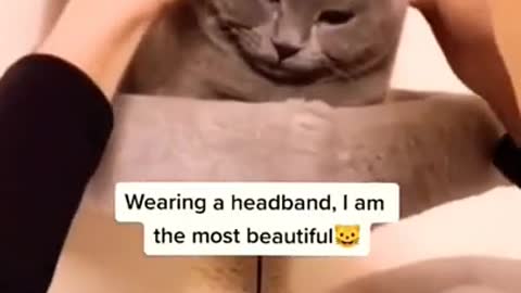 .world best beautiful cat 😂