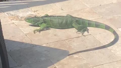 Our new tenant has spikes