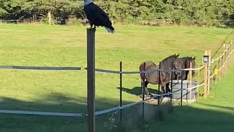 Eagles near Fifield Wisconsin