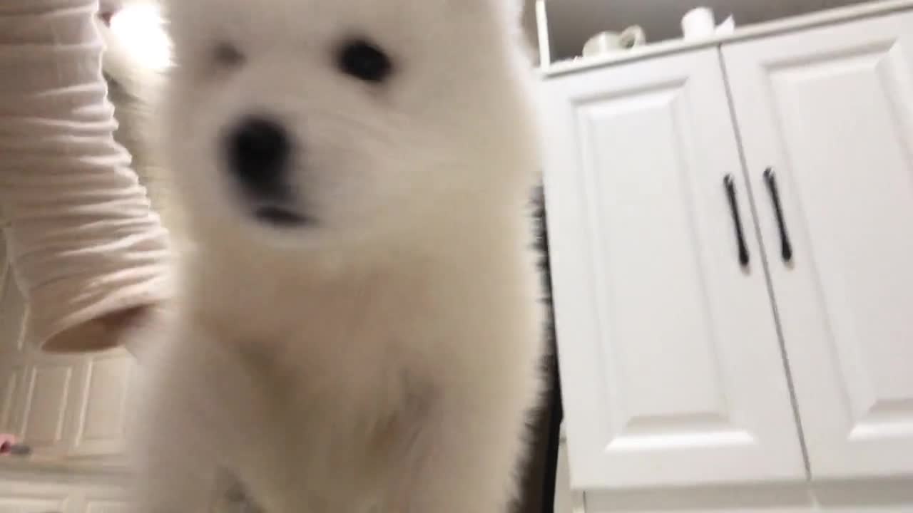 I see a nice dog and I want to share it with you