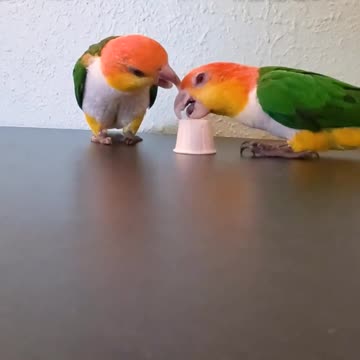 Parrot shows that Solving the puzzle isn’t the only way to obtain the nut