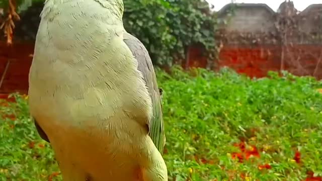 Beautiful Parrot ❤️