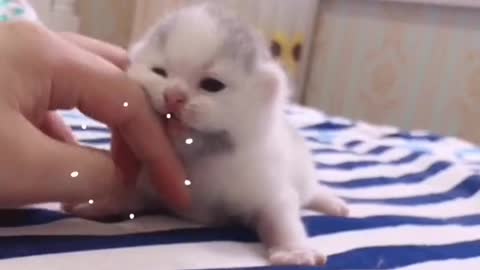 Do you know how cute the newborn kitten is?