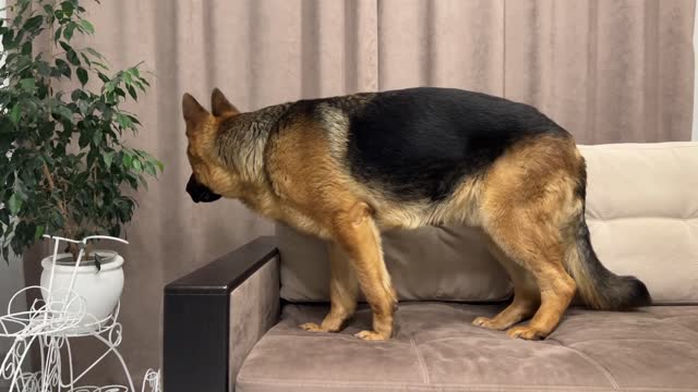 Lazy German Shepherd is not trying to find his human Mom [Hide and Seek]