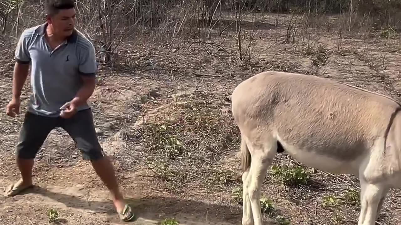 Latest Animal Funny Video