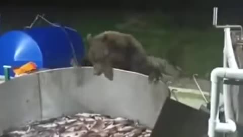 Fish Inspector
