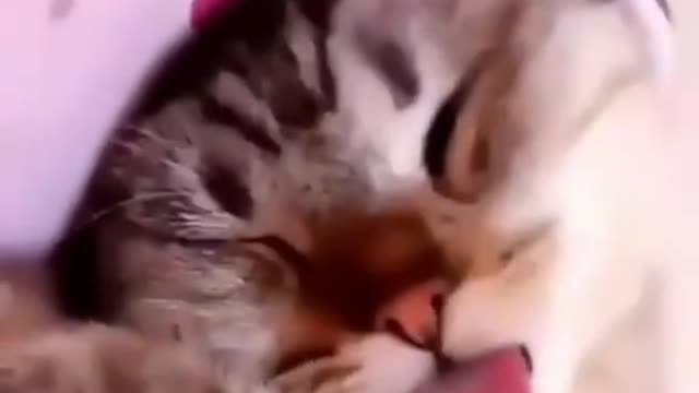Funny cat cute