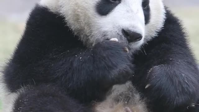 A giant panda that can only eat