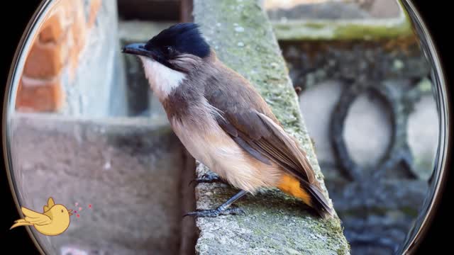 A thicker-skinned bird, it really didn't treat itself as an outsider.