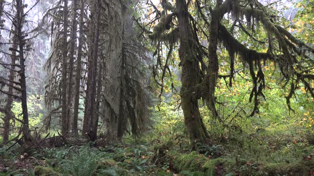 Hoh Rainforest, Olympic National Park, Washington, USA