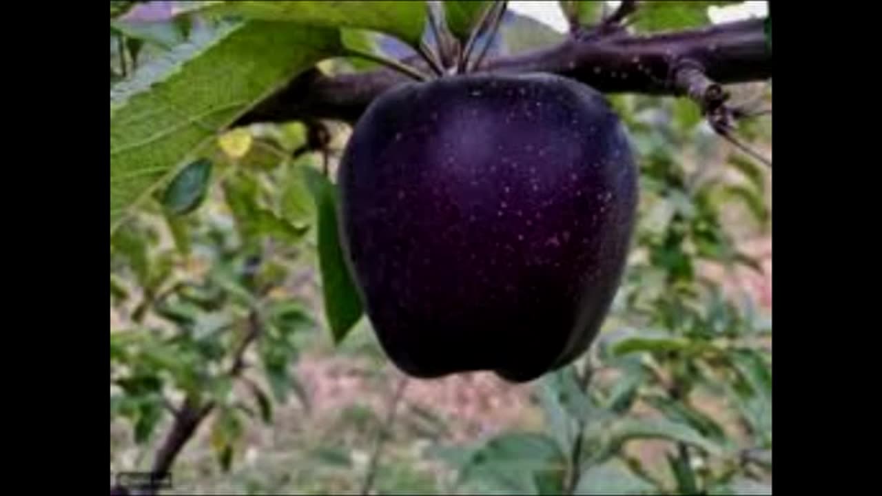 Apples are the most important fruits, of the fall season: part three
